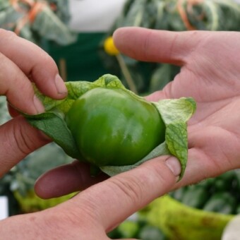 Miechunka pomidorowa